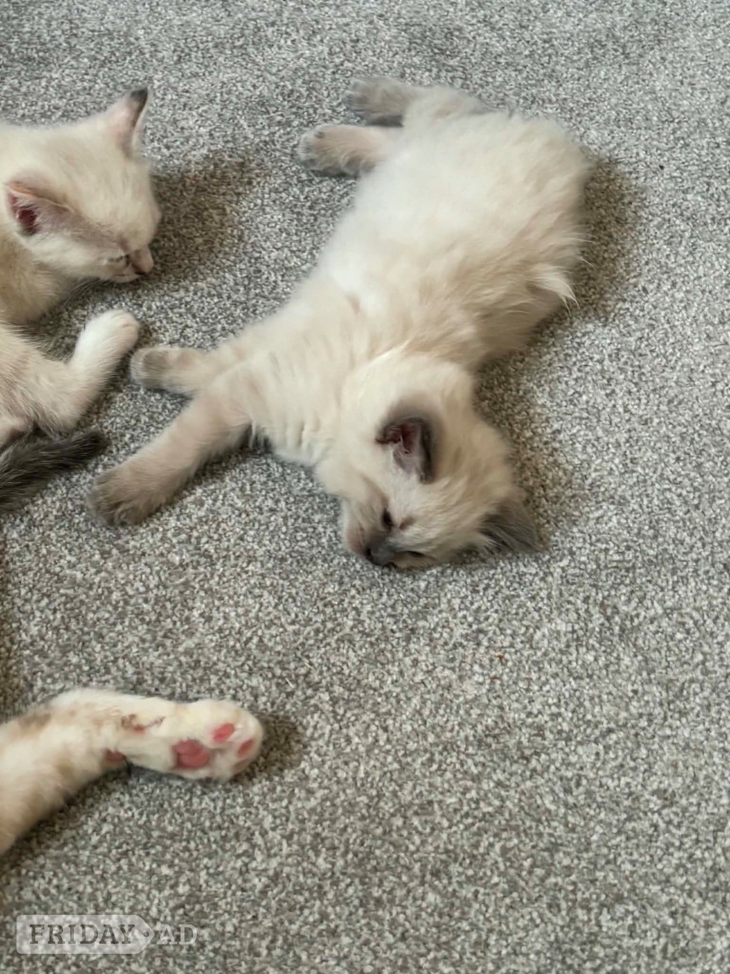 Beautiful ragdoll kittens  - Cats & Kittens in Hassocks