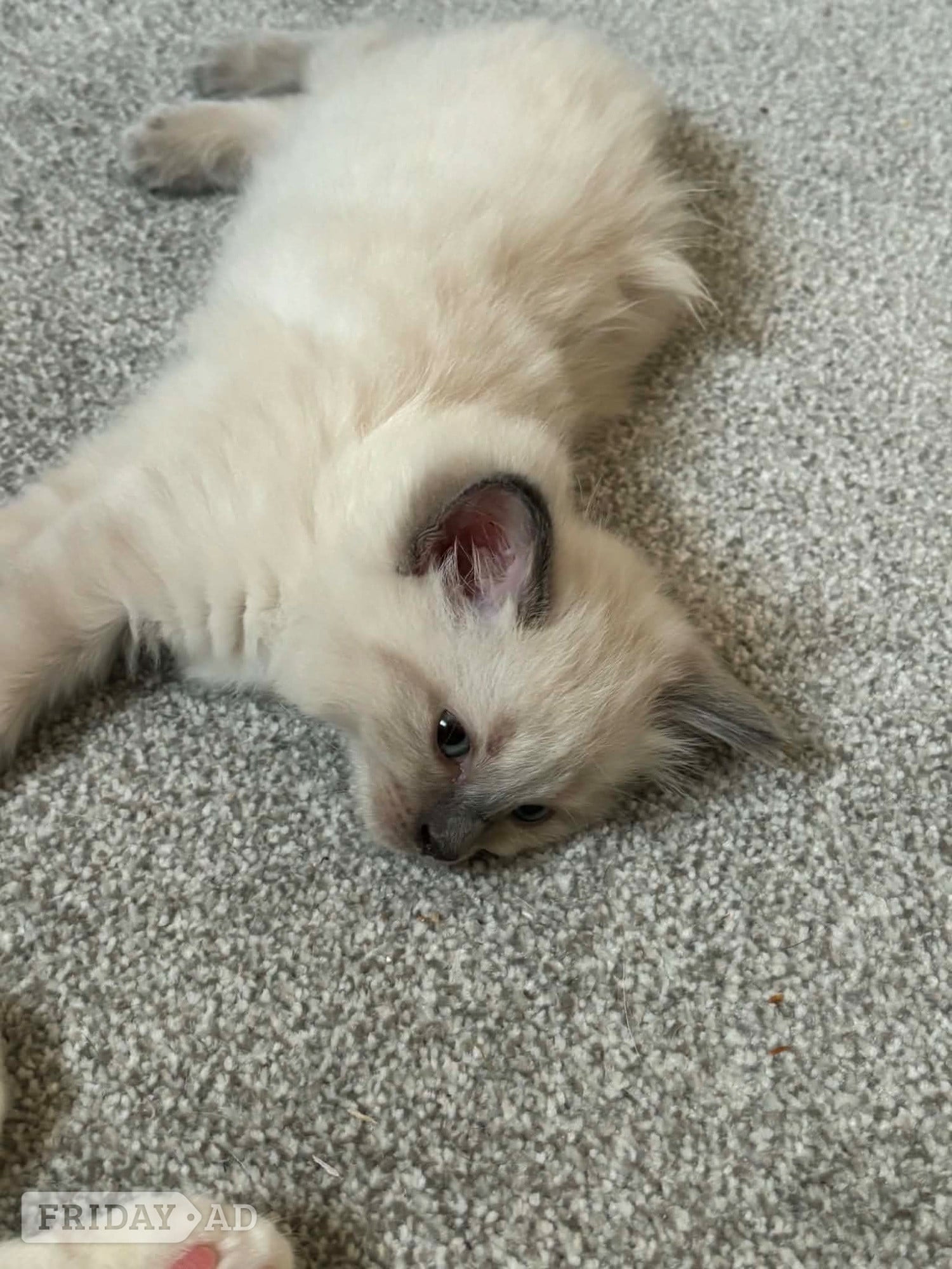 Beautiful ragdoll kittens  - Cats & Kittens