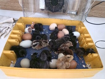 Newborn baby chicks for sale in London 