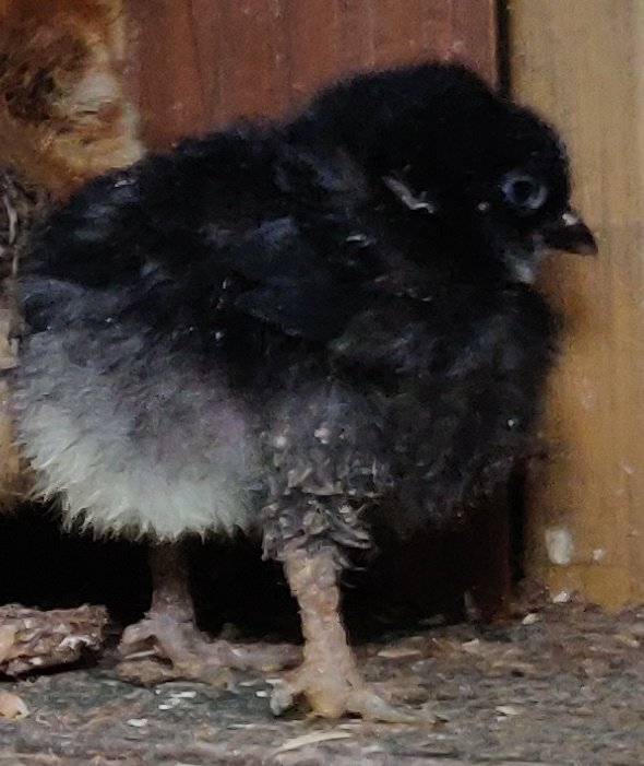 Newborn baby chicks for sale in London 