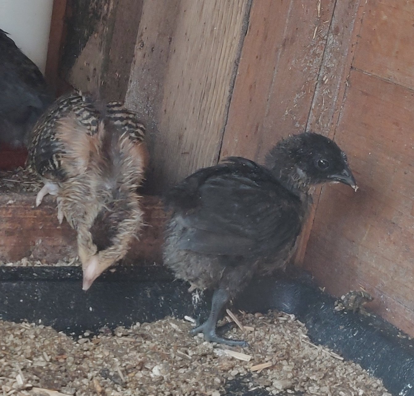 Ealing Newborn baby chicks for sale in London 