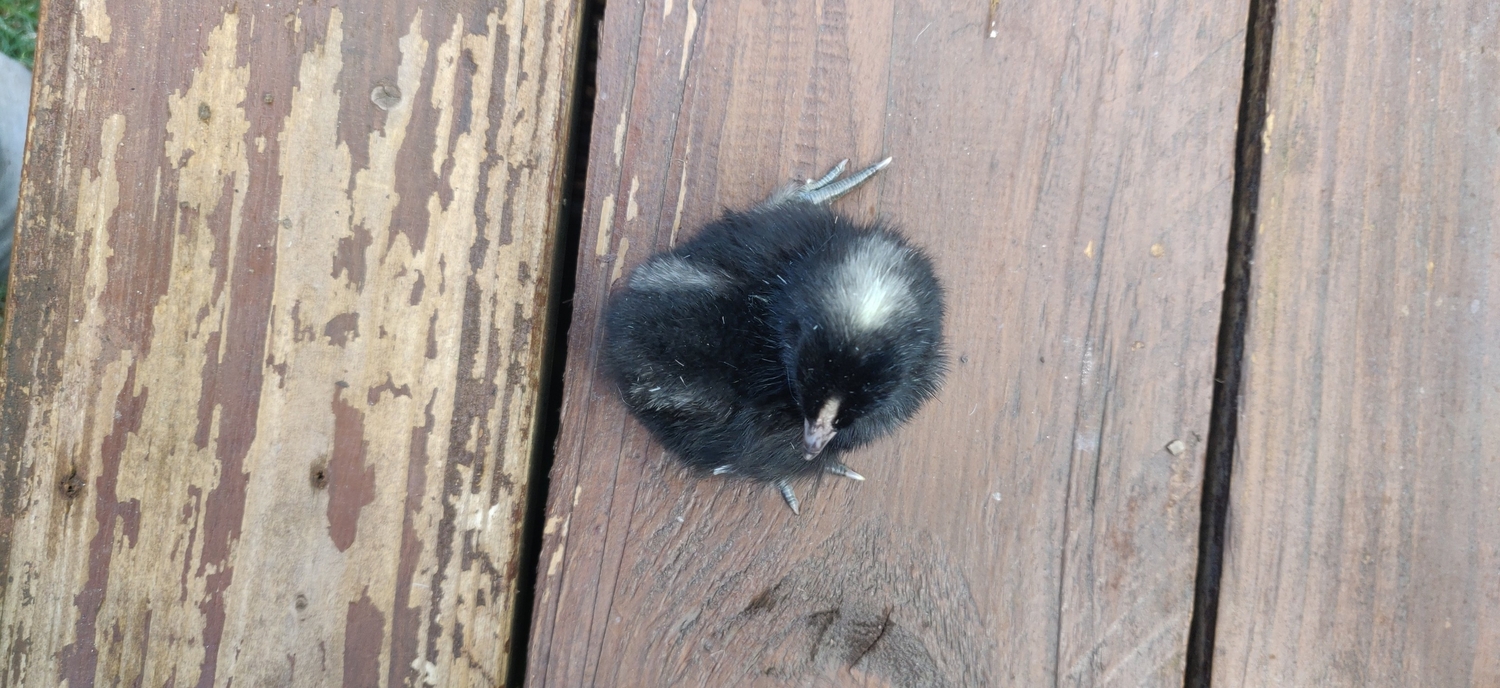 Newborn baby chicks for sale in London  - Livestock in Ealing