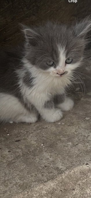 Adorable mainecoon cross British blue kittens 