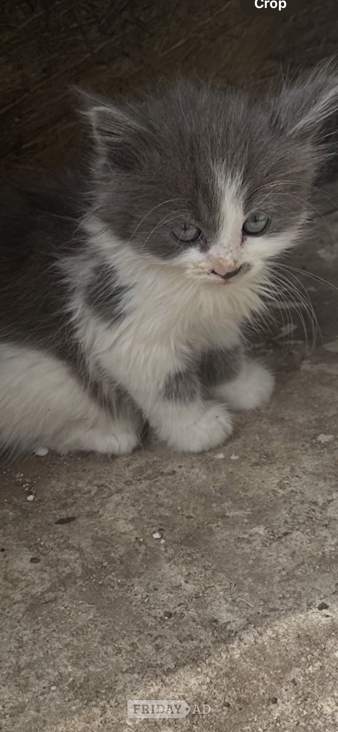 Adorable mainecoon cross British blue kittens  in Eastbourne