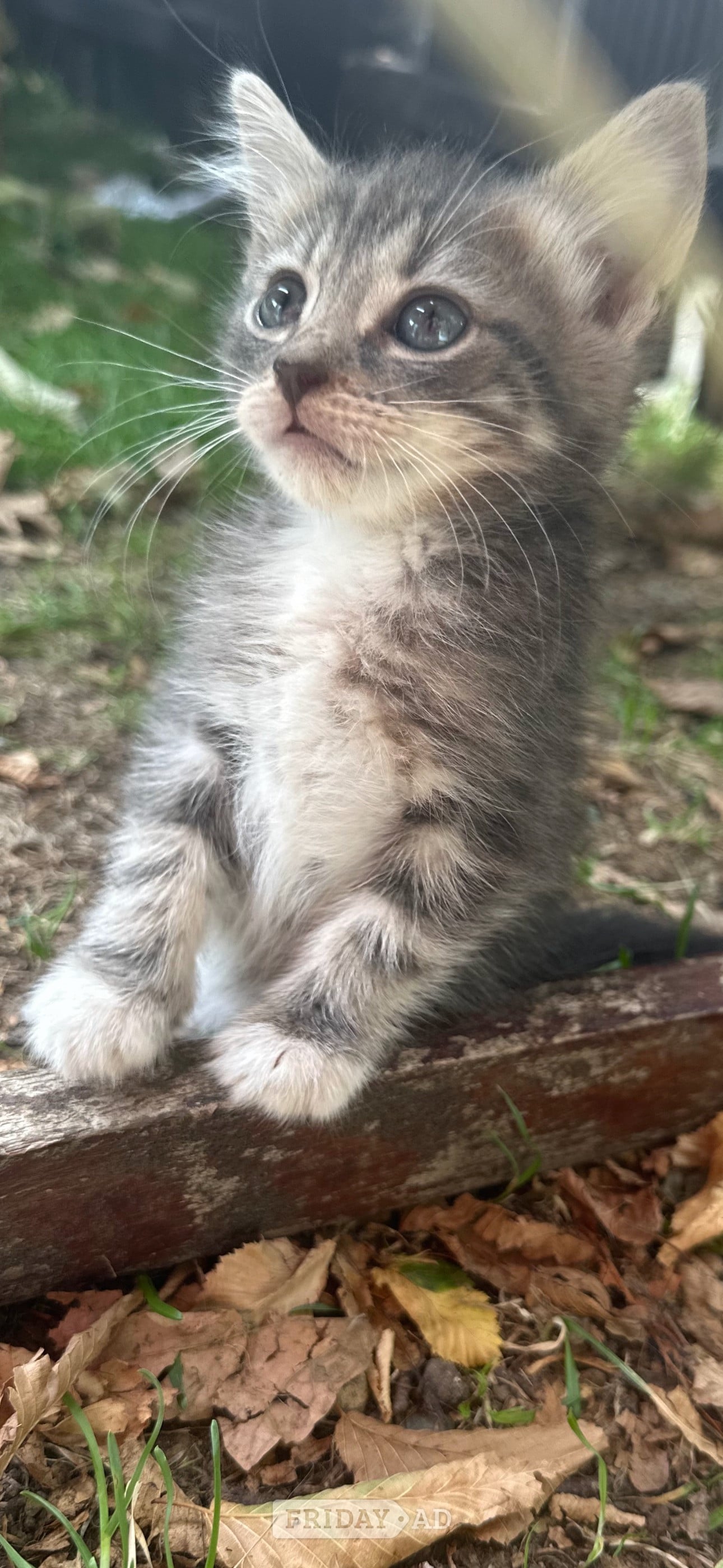 Adorable mainecoon cross British blue kittens 