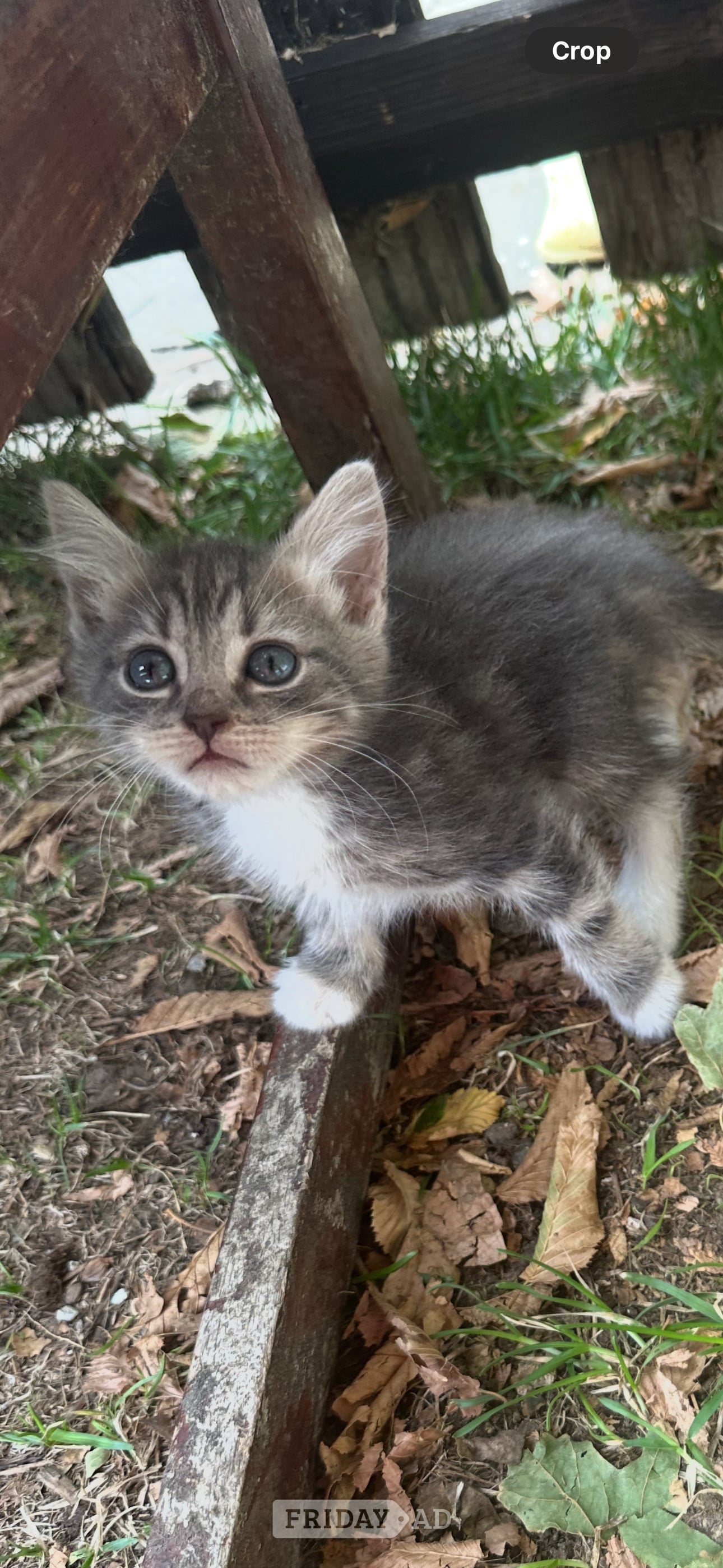 Eastbourne Adorable mainecoon cross British blue kittens 