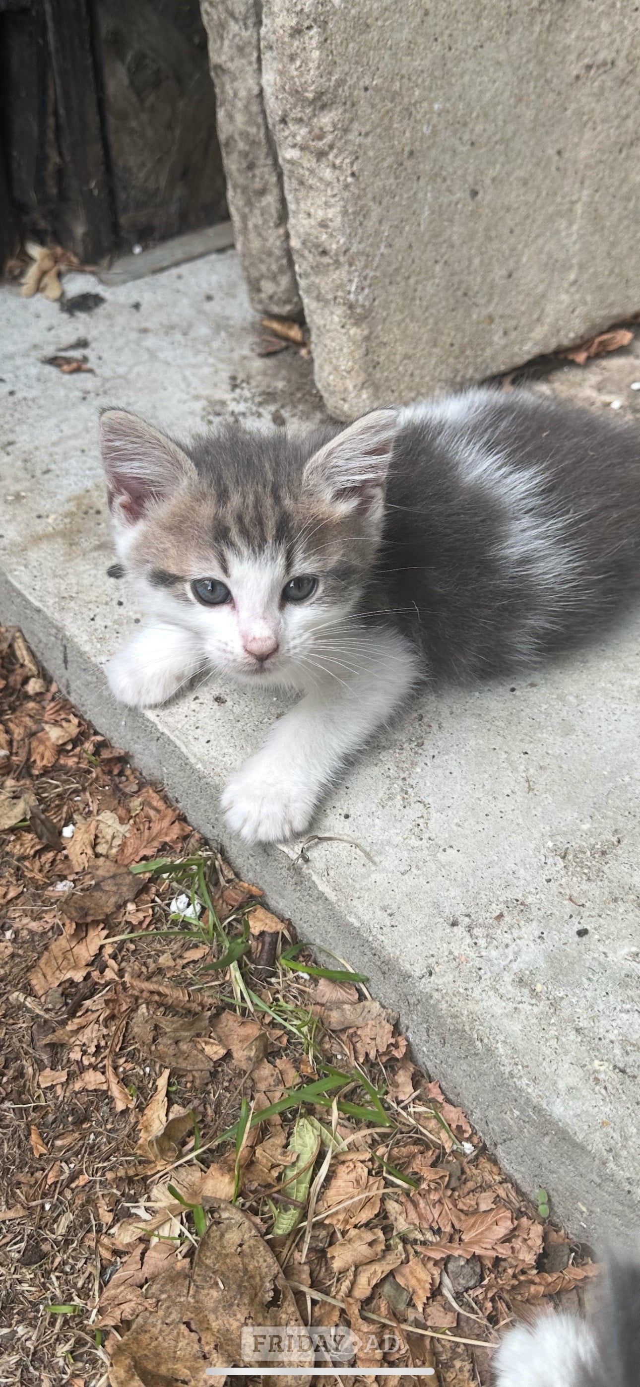 Adorable mainecoon cross British blue kittens  - Cats & Kittens in Eastbourne