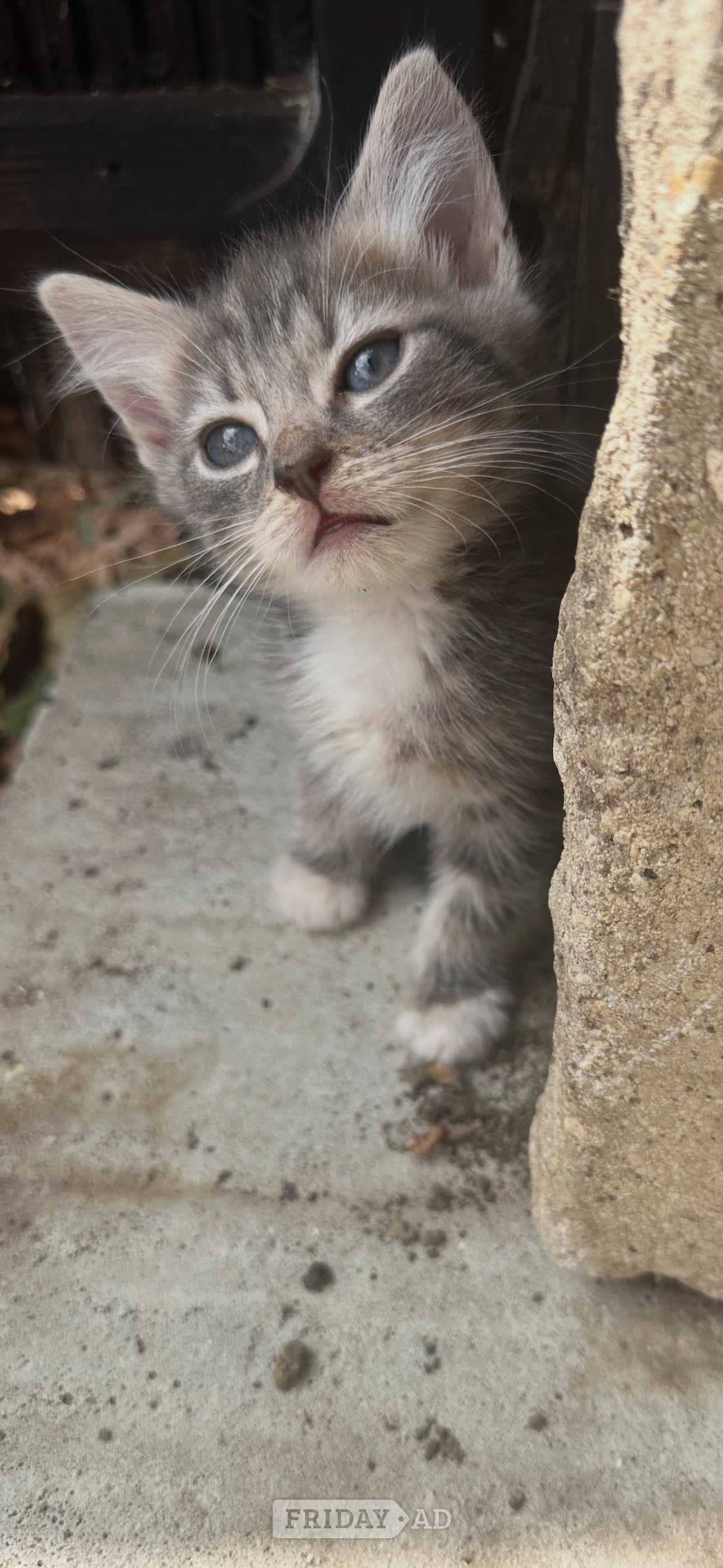 Adorable mainecoon cross British blue kittens  - Cats & Kittens
