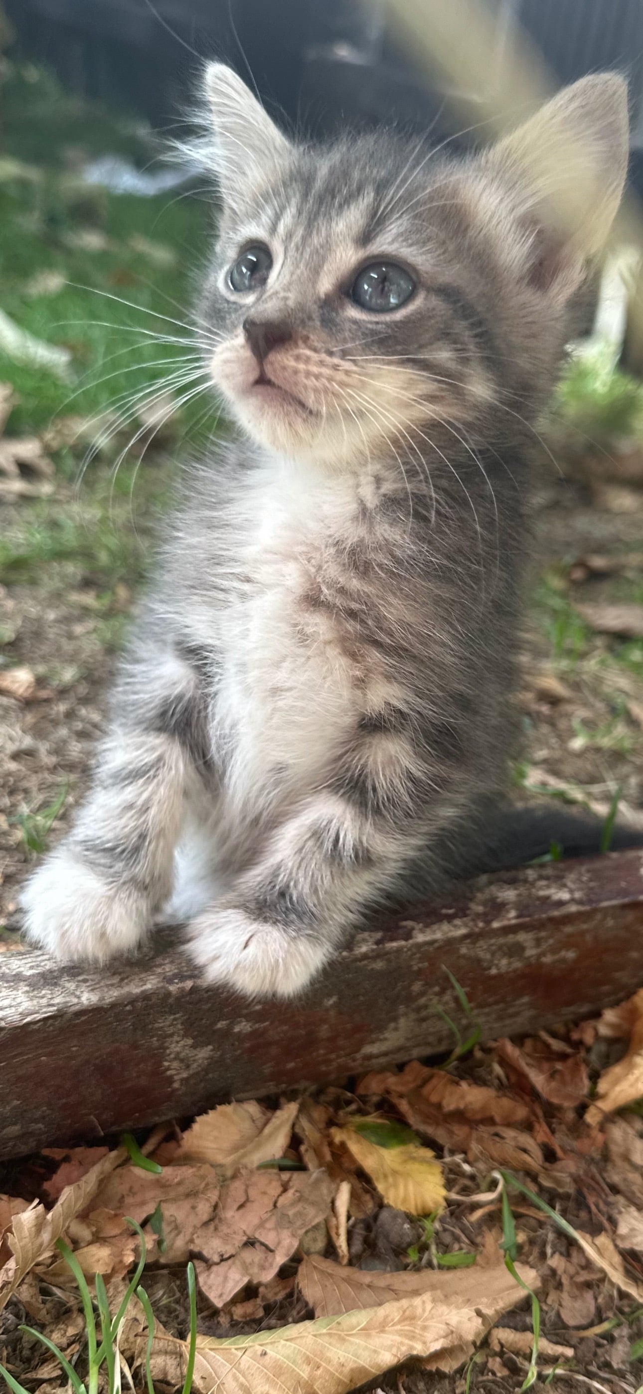 Adorable mainecoon cross British blue kittens 