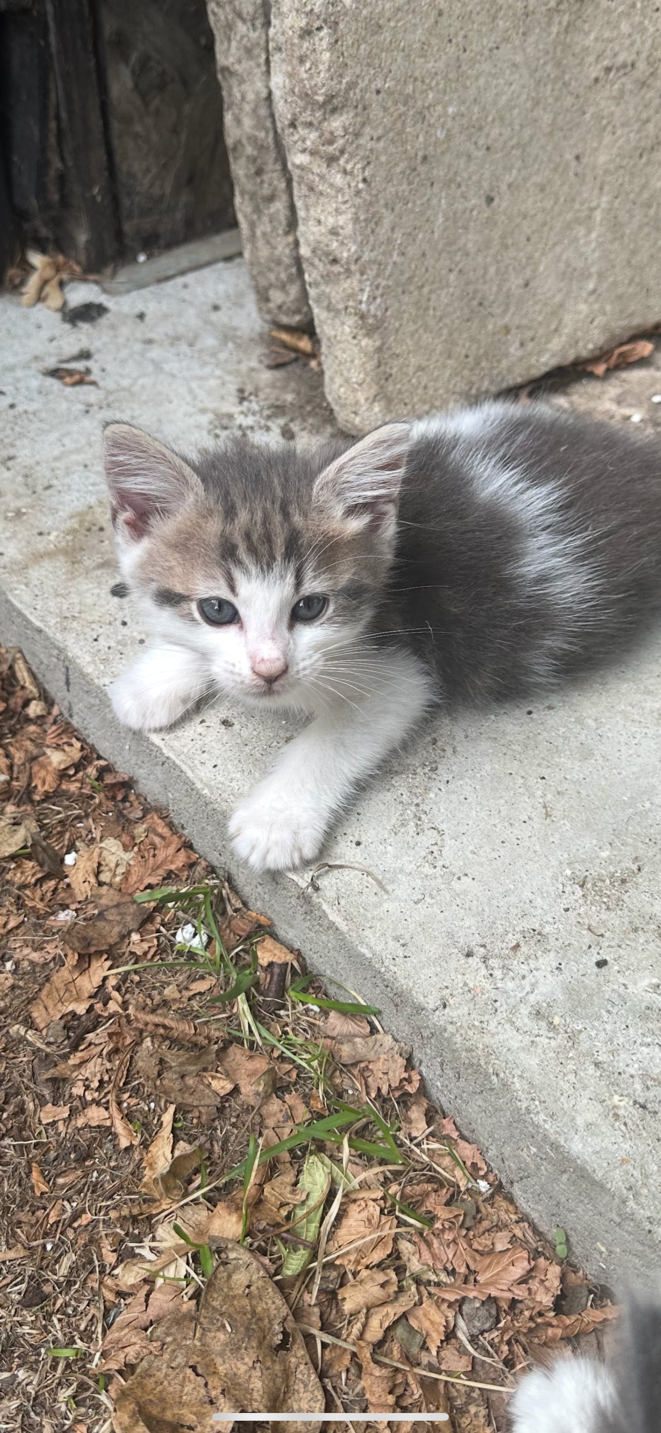Adorable mainecoon cross British blue kittens  - Cats & Kittens in Eastbourne