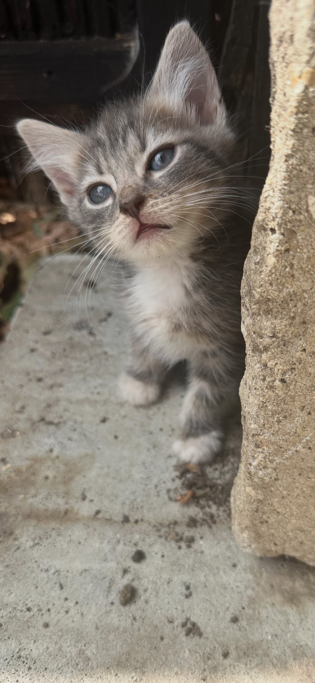 Adorable mainecoon cross British blue kittens  - Cats & Kittens