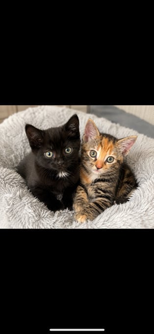 Two gorgeous little kittens looking for forever homes
