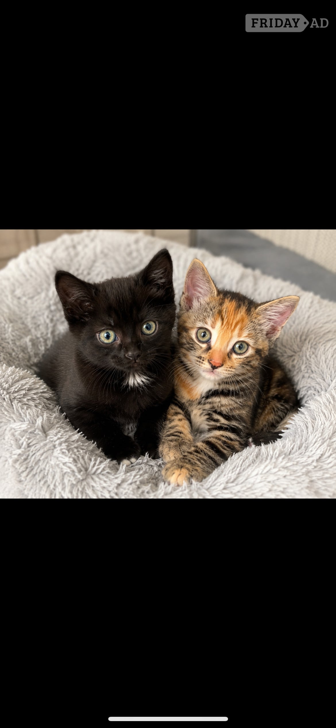 Two gorgeous little kittens looking for forever homes in Crawley