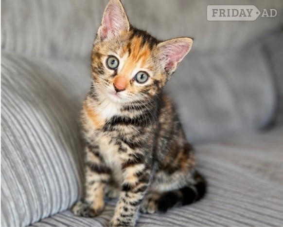 Two gorgeous little kittens looking for forever homes