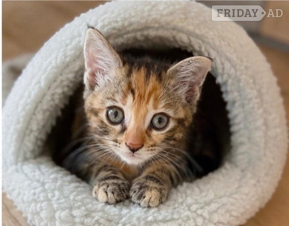 Crawley Two gorgeous little kittens looking for forever homes