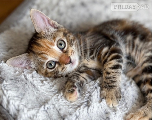 Two gorgeous little kittens looking for forever homes - Cats & Kittens in Crawley
