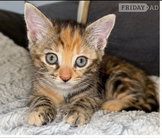 Two gorgeous little kittens looking for forever homes - Cats & Kittens