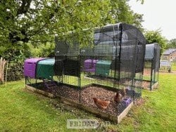 Chicken Boarding service - Surrey