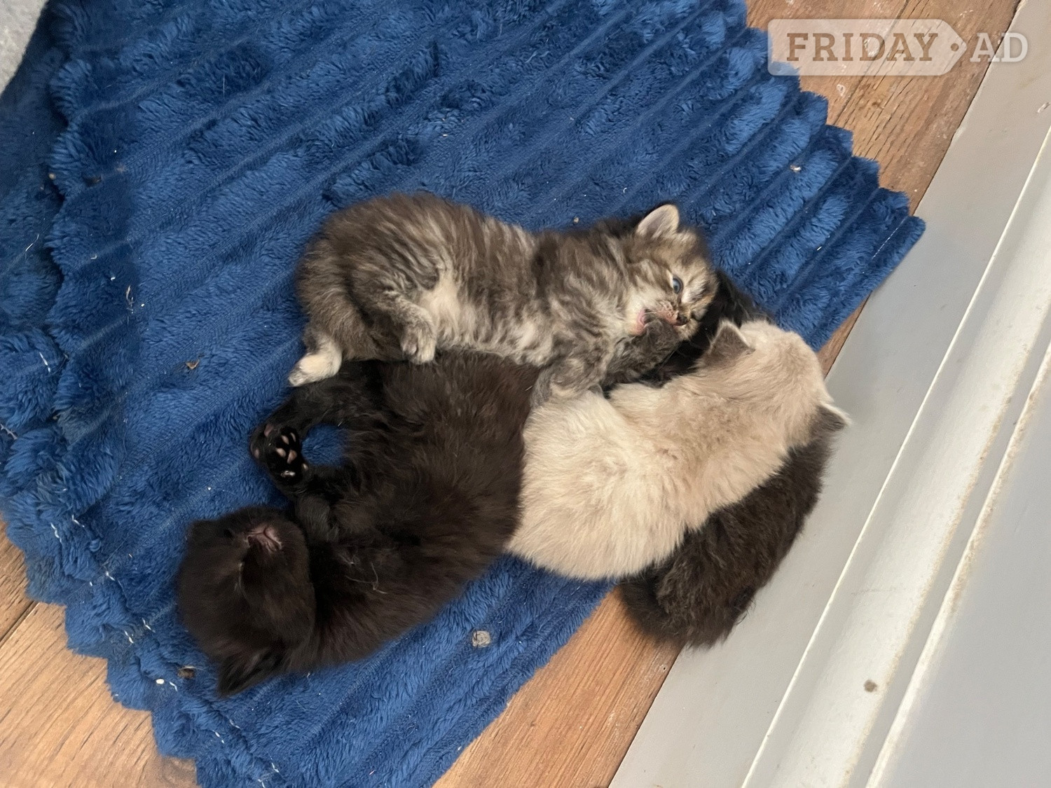 Ragdoll cross kittens  in Harlow