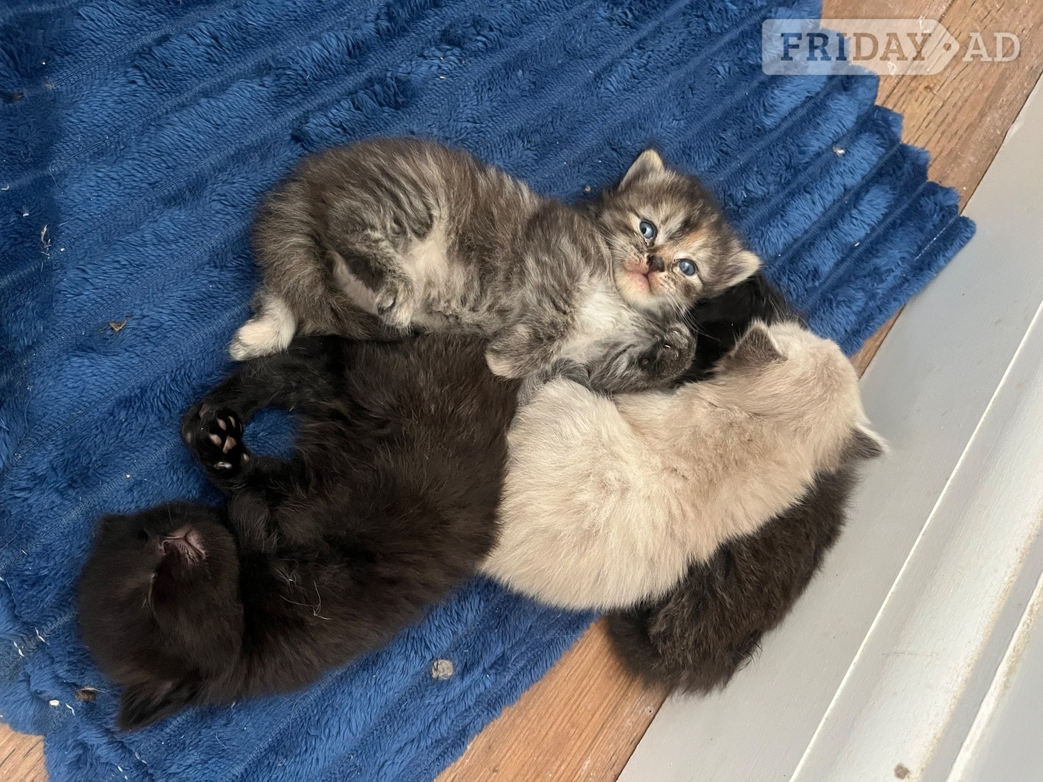 Ragdoll cross kittens 