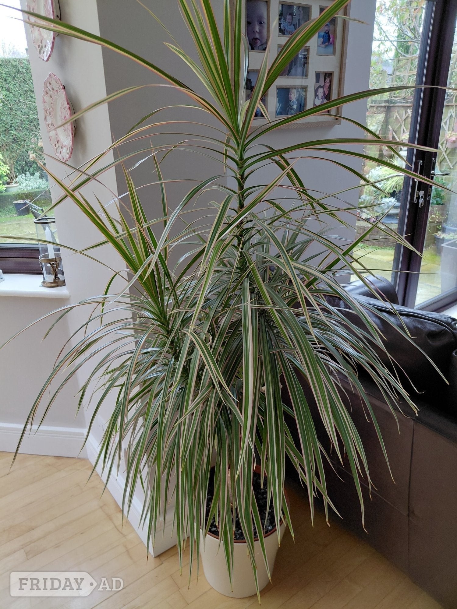Dragon Tree Houseplant