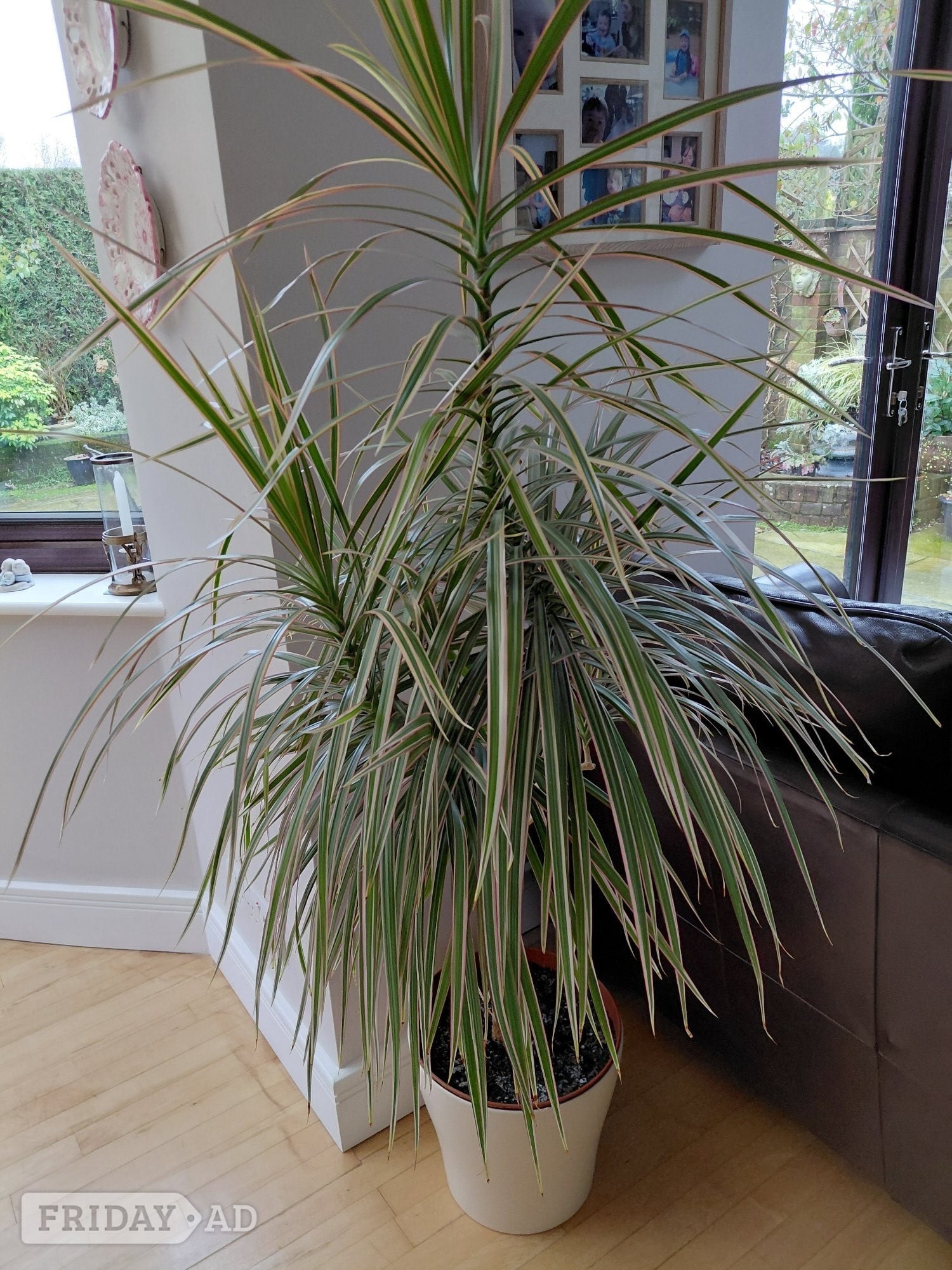 Winchester Dragon Tree Houseplant
