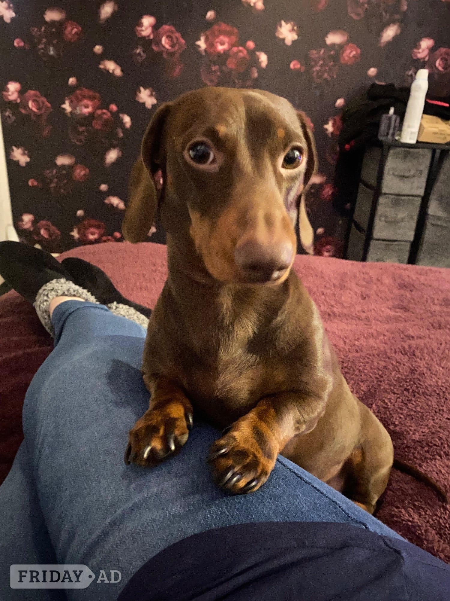 2 yr old miniature dachshund  in Lincoln