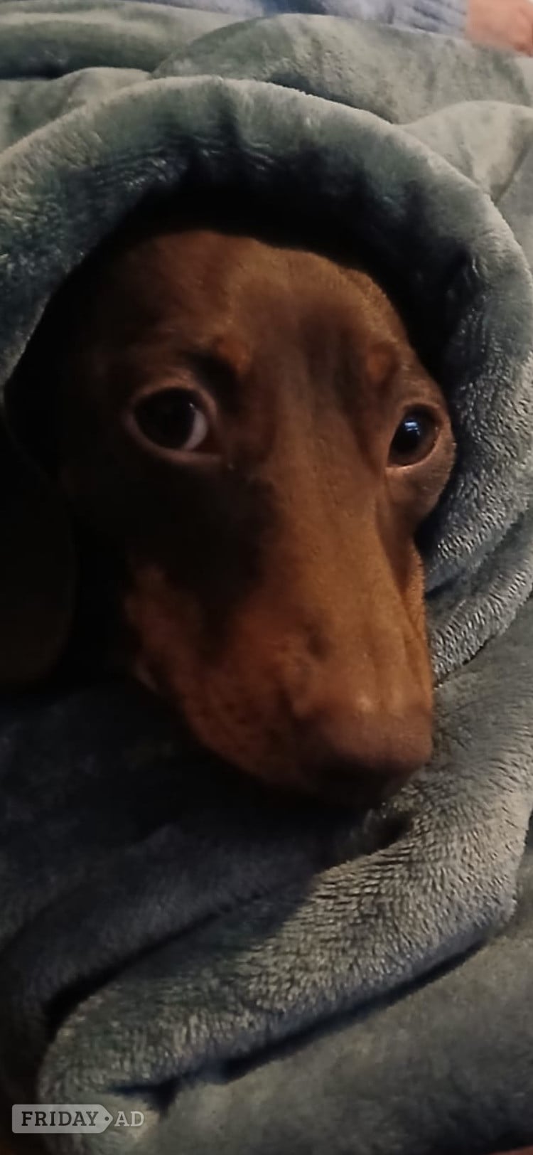 2 yr old miniature dachshund 