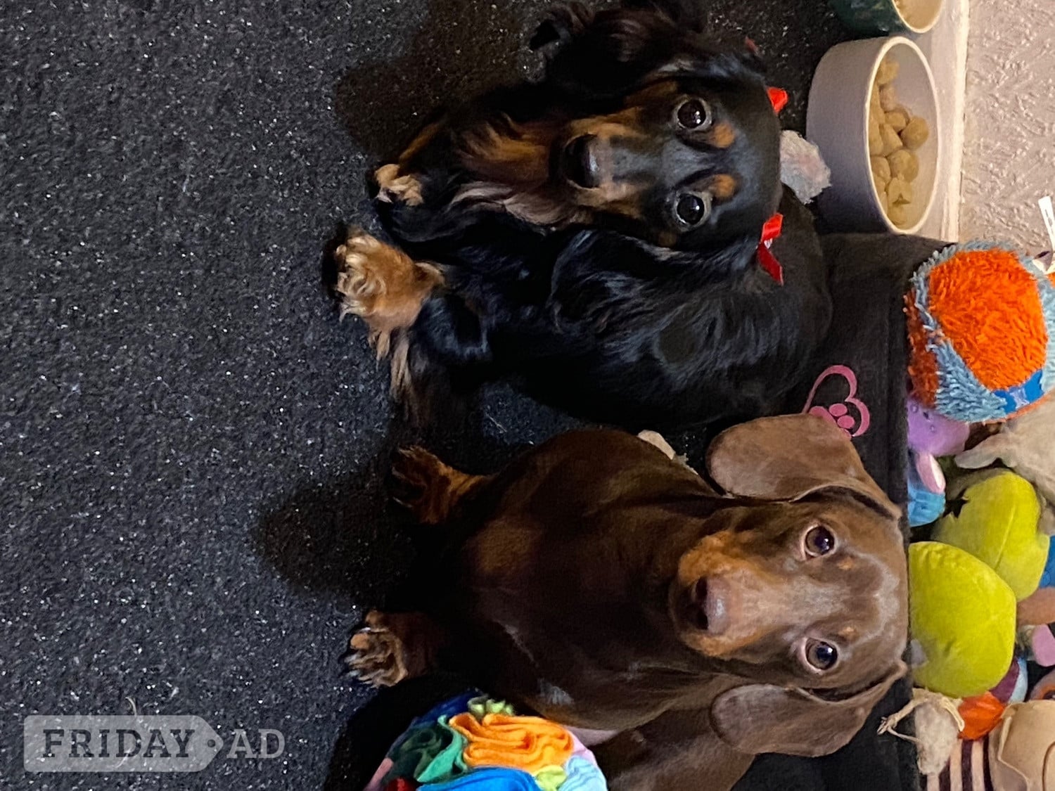 Lincoln 2 yr old miniature dachshund 