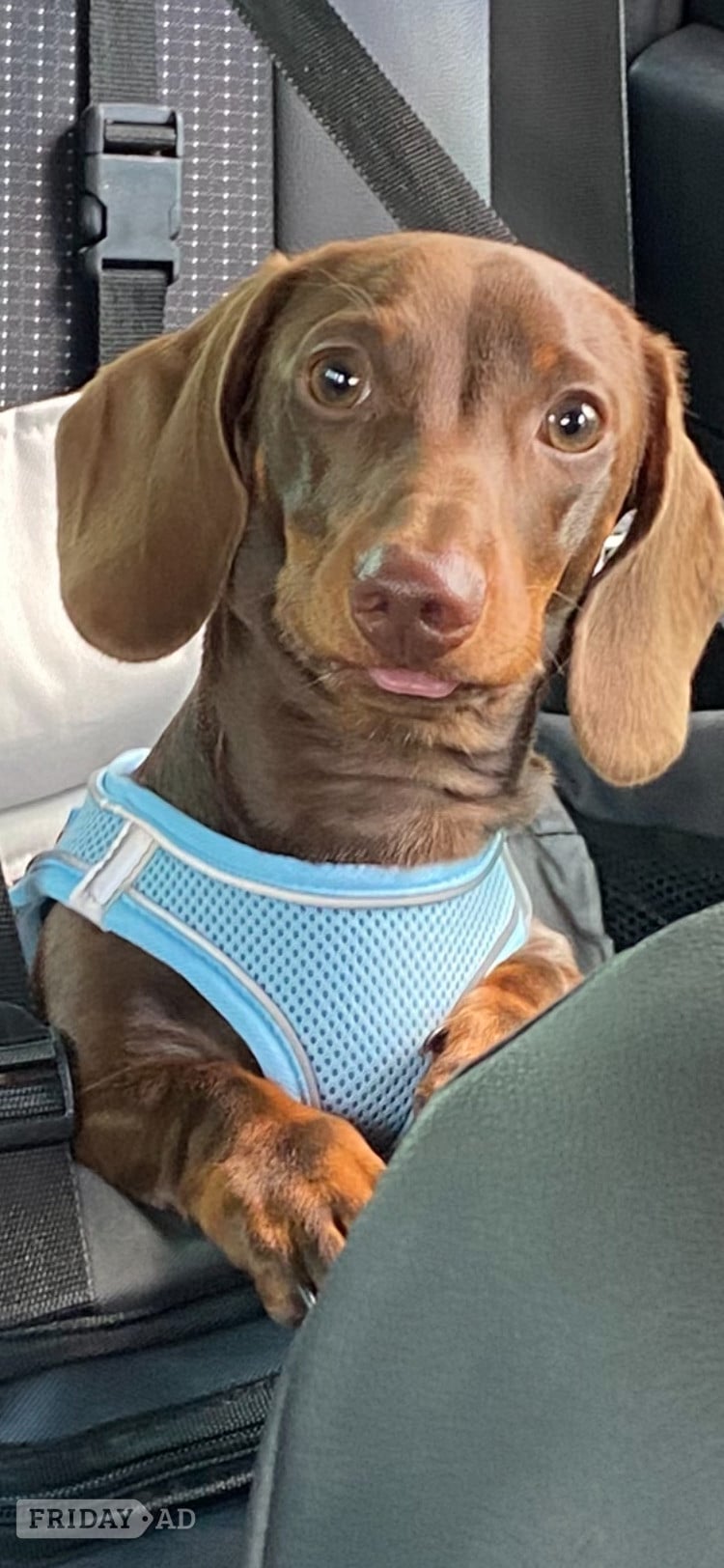 2 yr old miniature dachshund  - Dogs & Puppies in Lincoln