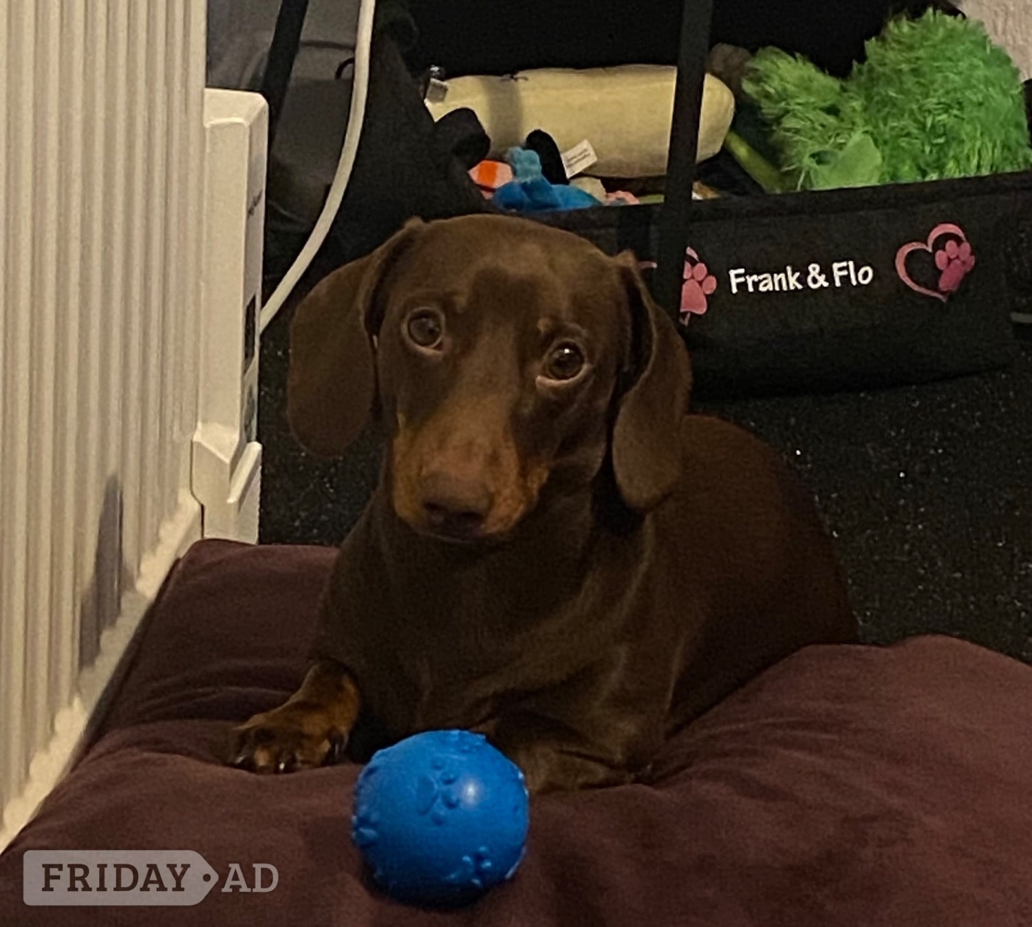 2 yr old miniature dachshund  - Dogs & Puppies