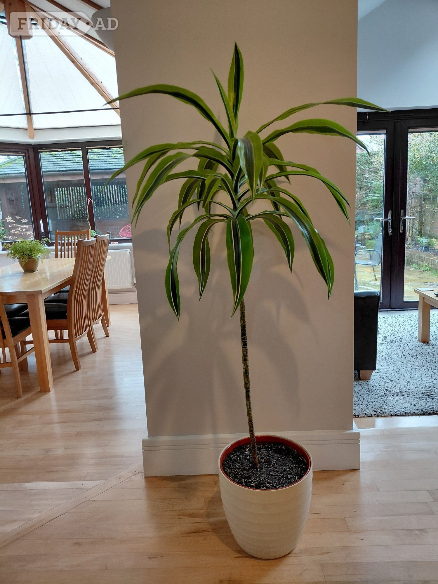 Lemon Lime Dracaena Houseplant in Winchester