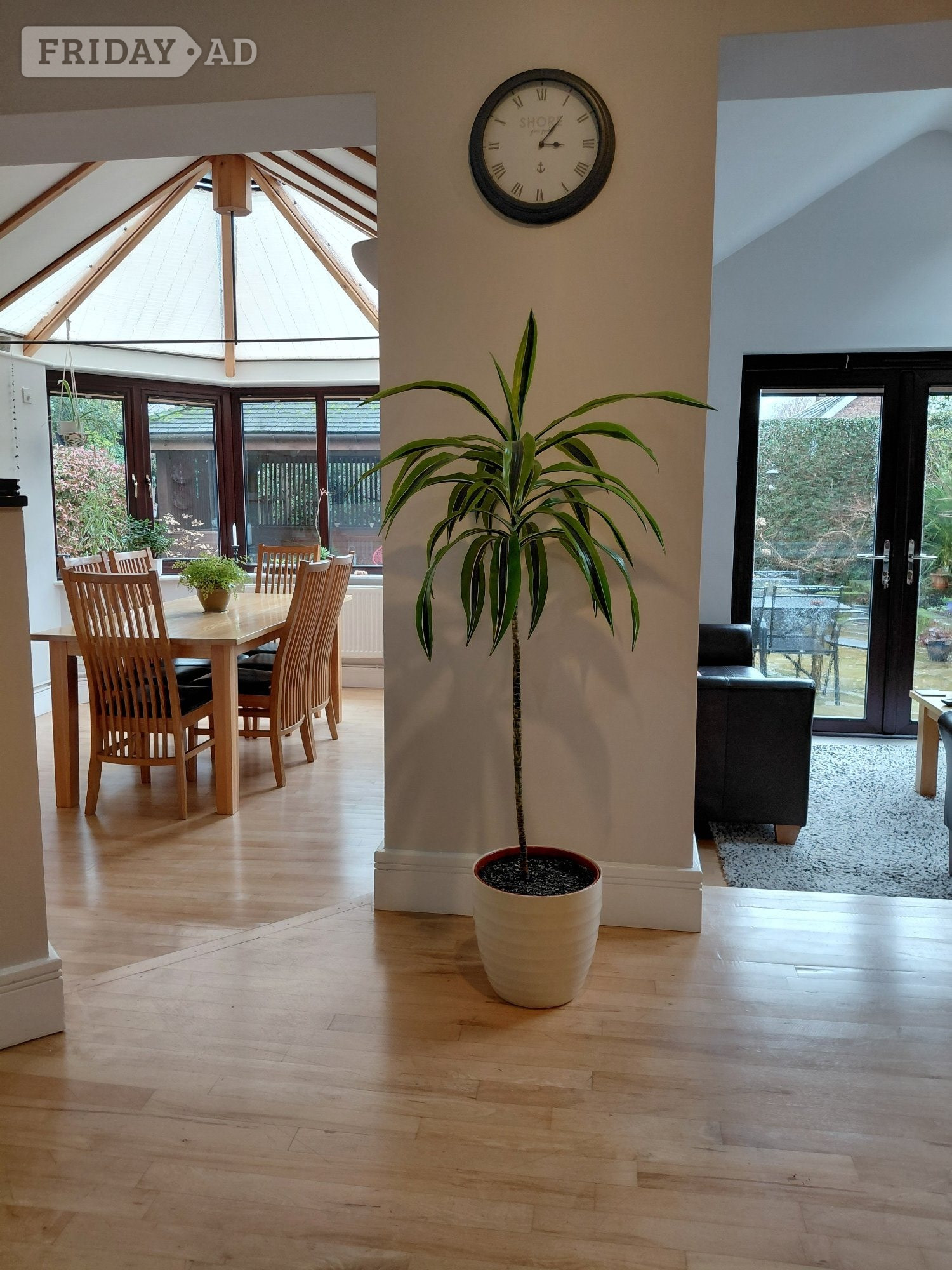 Lemon Lime Dracaena Houseplant