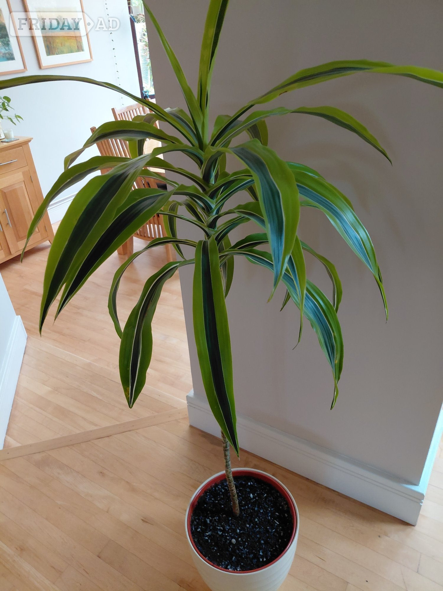 Winchester Lemon Lime Dracaena Houseplant