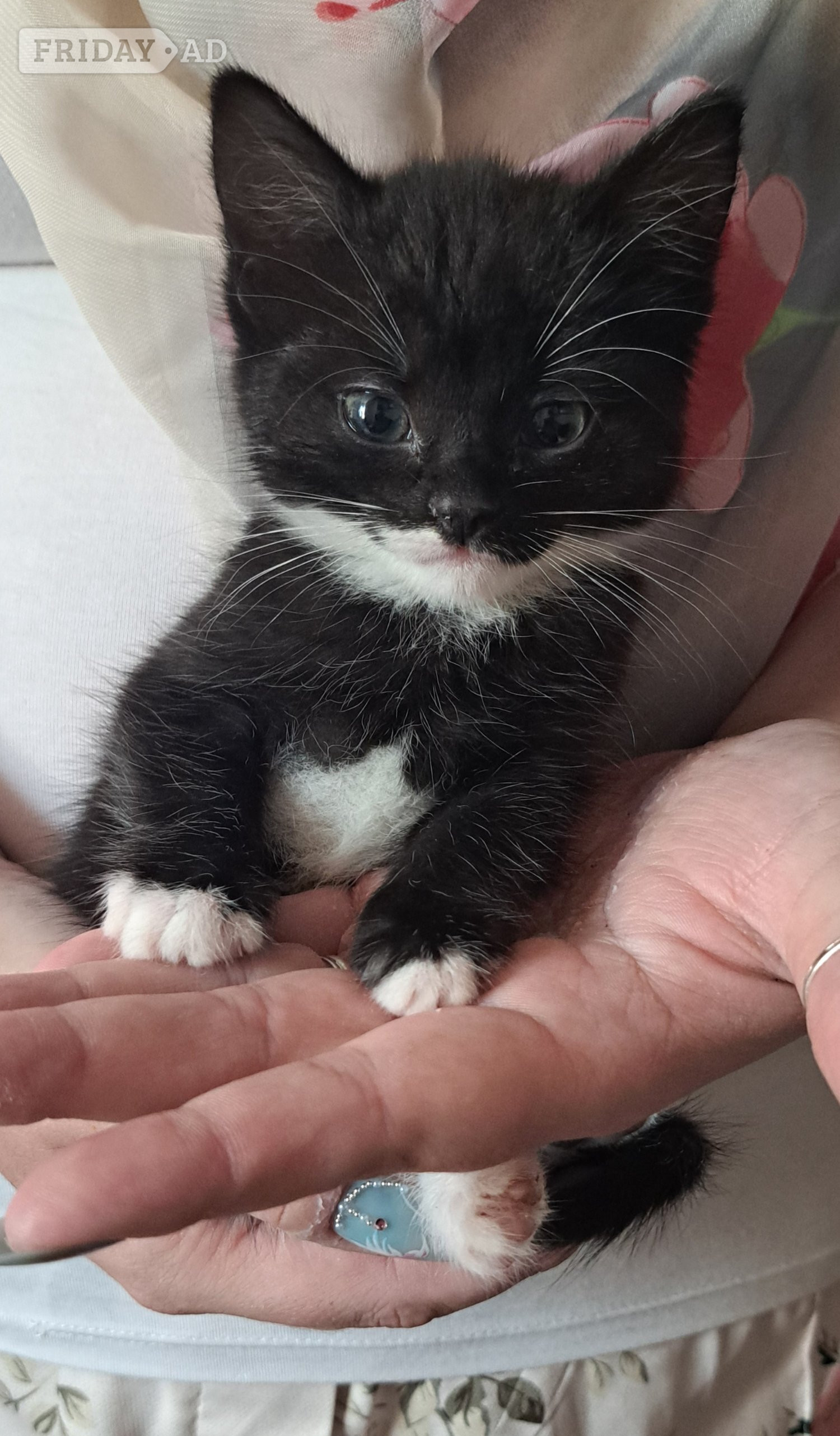 4 Baby kittens two boys and two girls