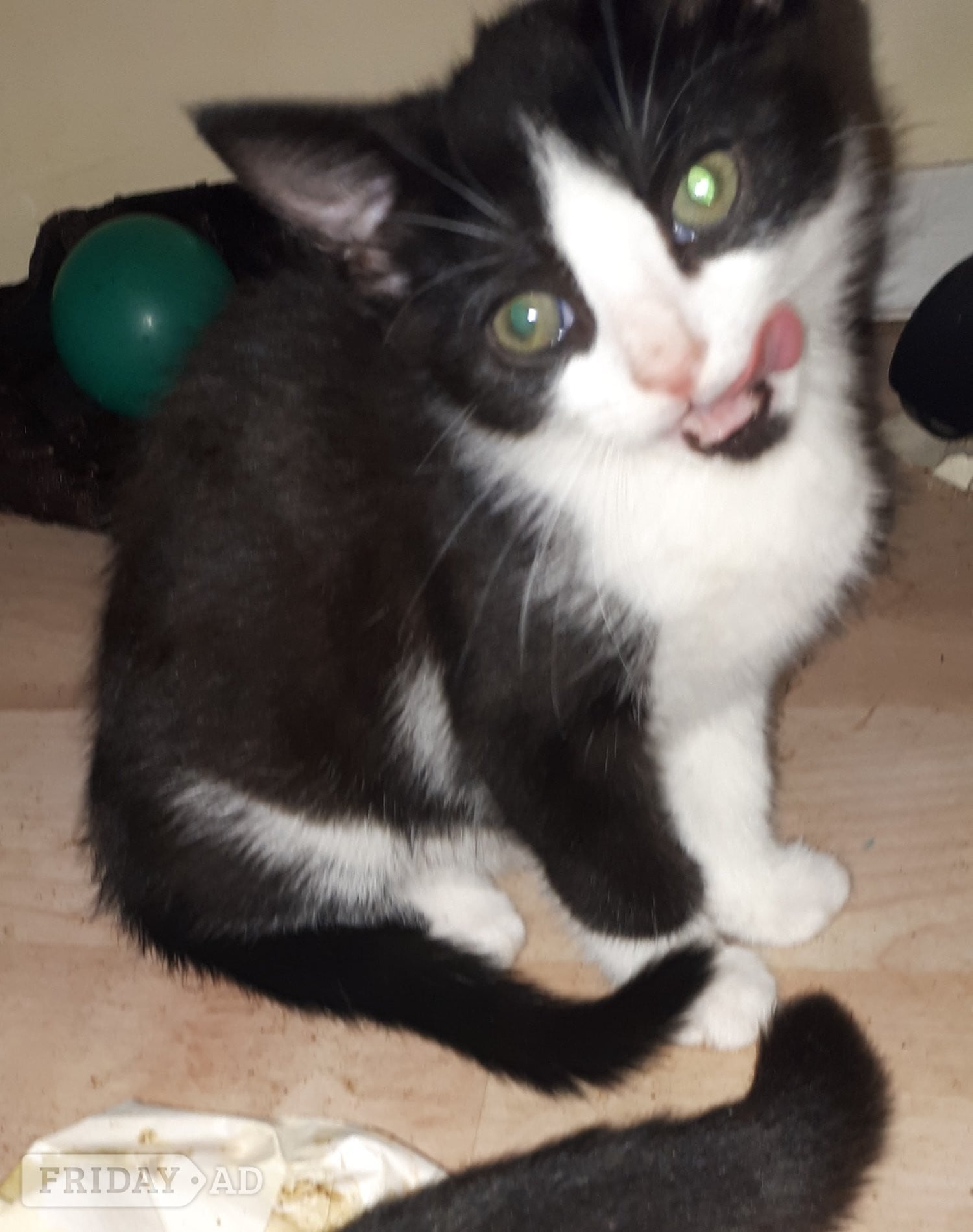Maine coon x Felix kittens