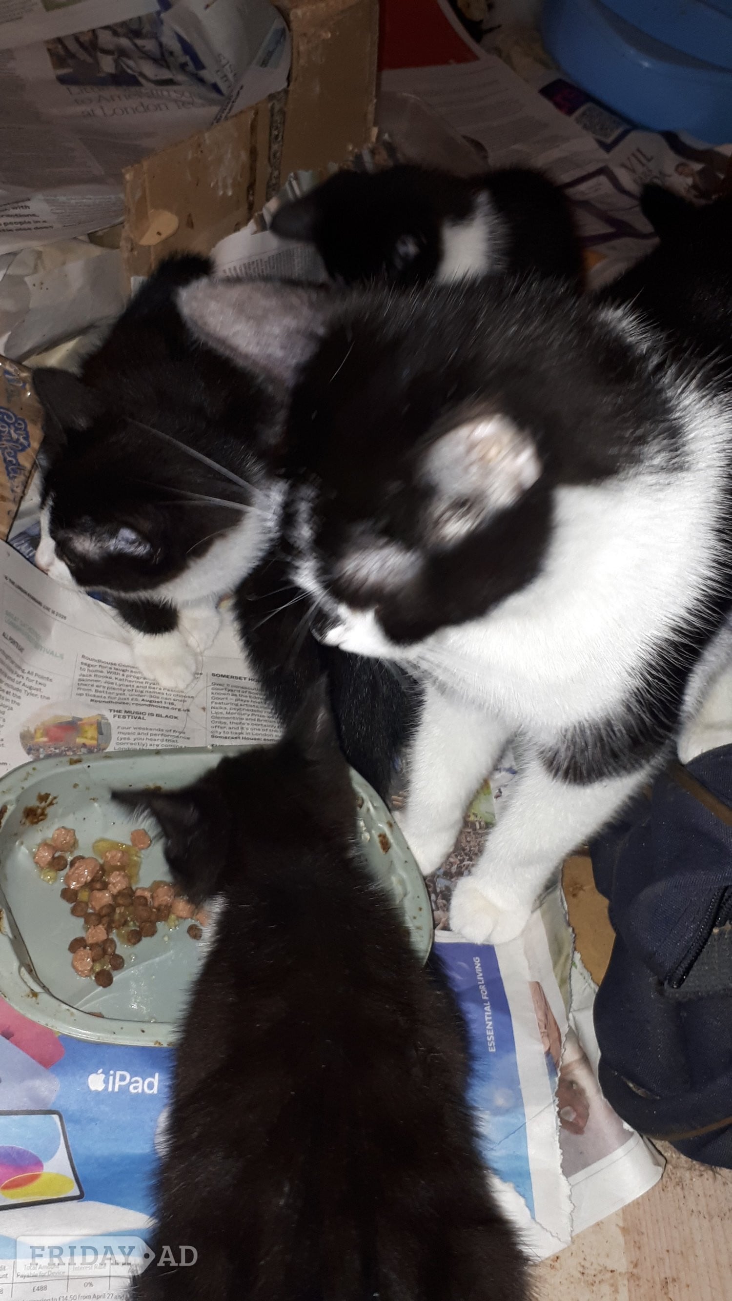 Lambeth Maine coon x Felix kittens