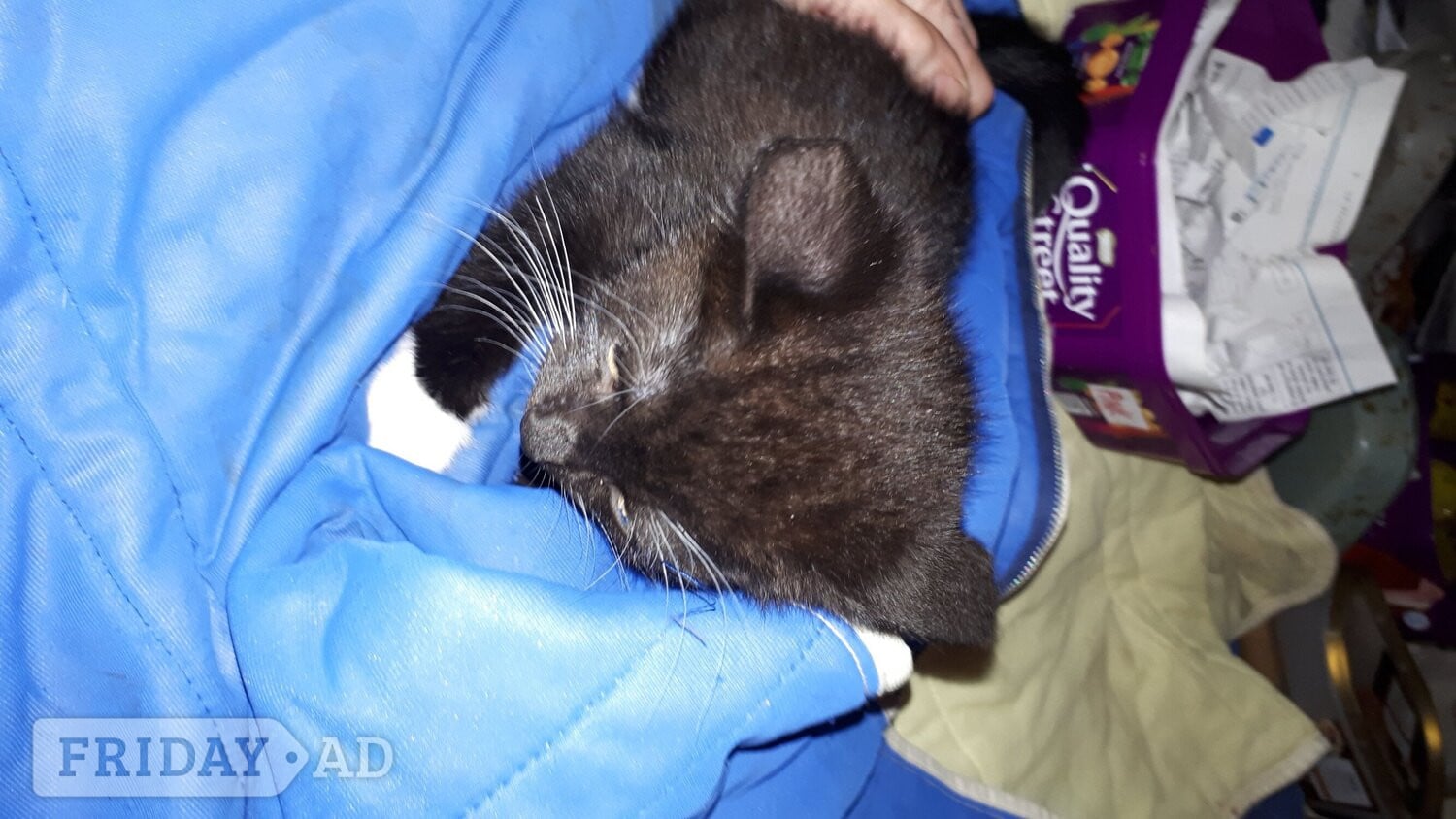 Maine coon x Felix kittens - Cats & Kittens in Lambeth