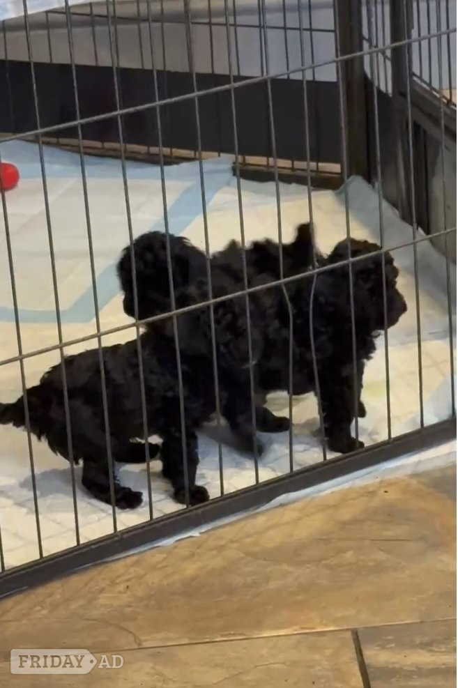 Gorgeous KC Toy Poodle Girl For Sale