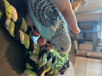 Bay budgie silly tame  on me all day everyday 