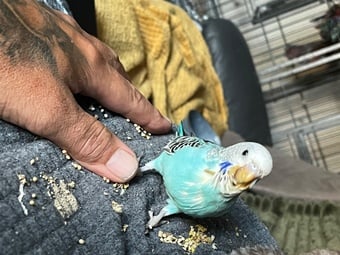 Bay budgie silly tame  on me all day everyday 