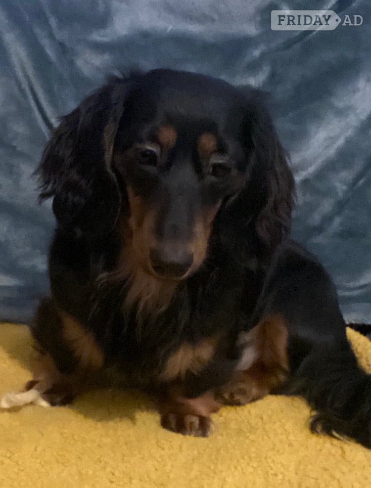 Miniature dachshund long haired  in Lincoln