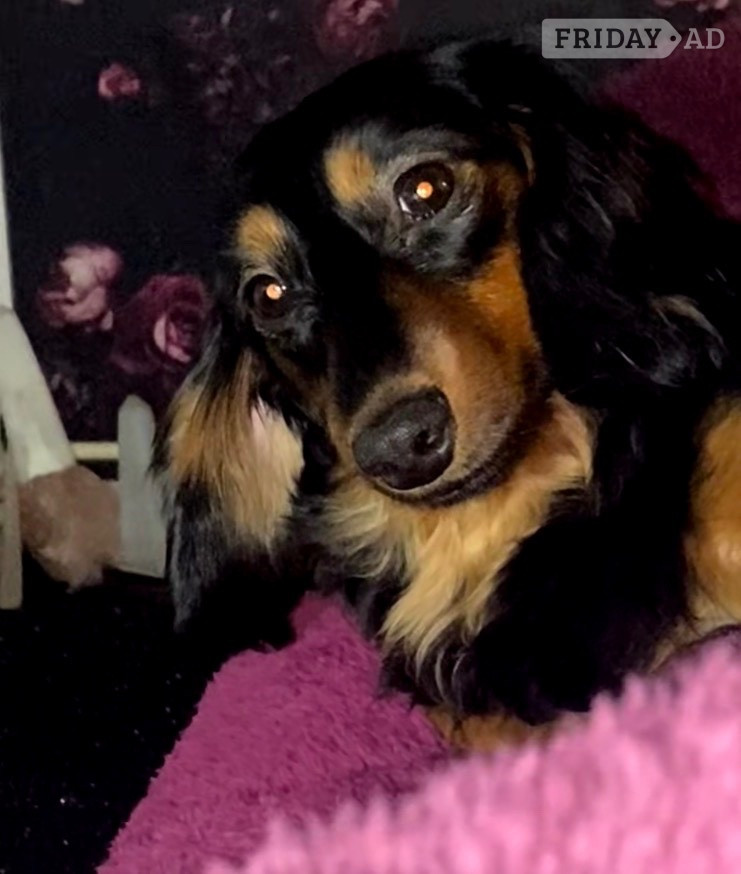 Miniature dachshund long haired 