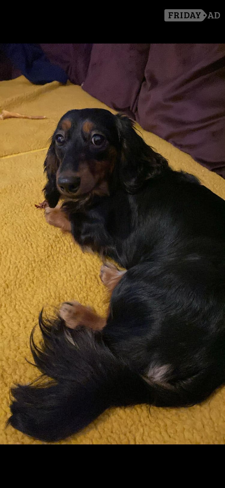 Lincoln Miniature dachshund long haired 