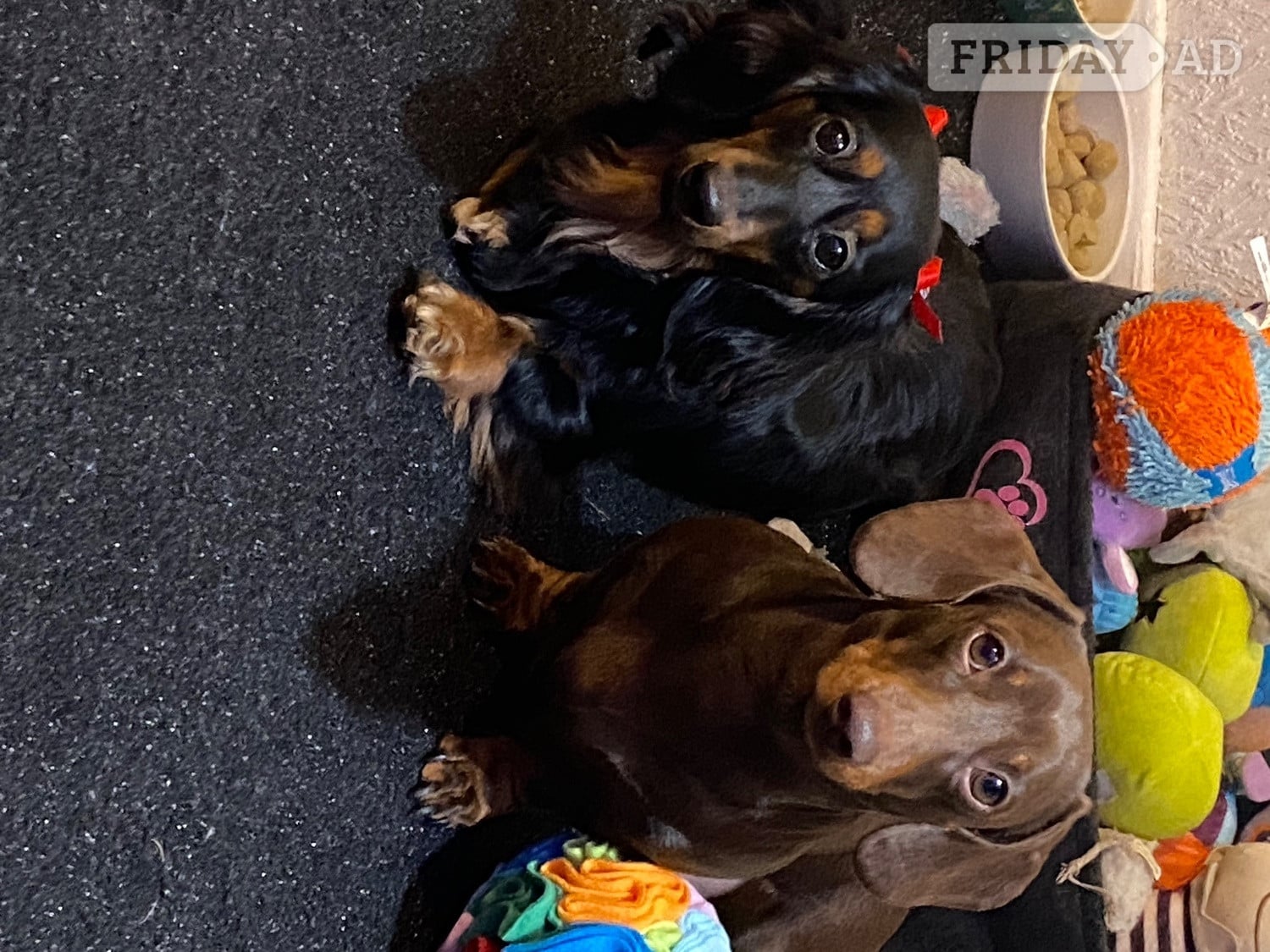 Miniature dachshund long haired  - Dogs & Puppies in Lincoln