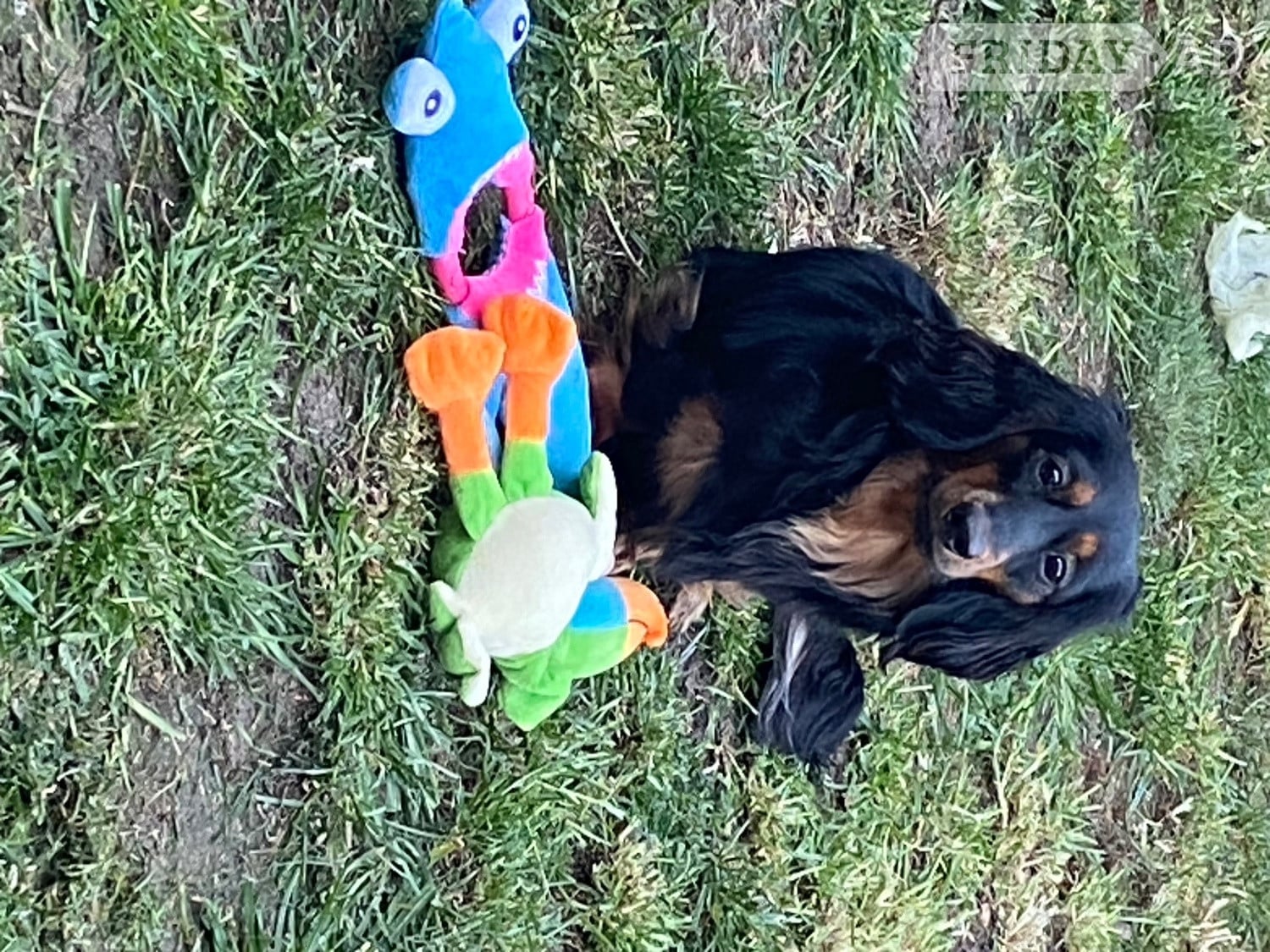 Miniature dachshund long haired  - Dogs & Puppies