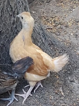 Newborn baby chicks for sale in London 