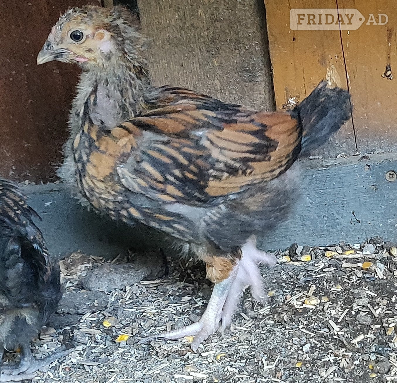 Newborn baby chicks for sale in London 