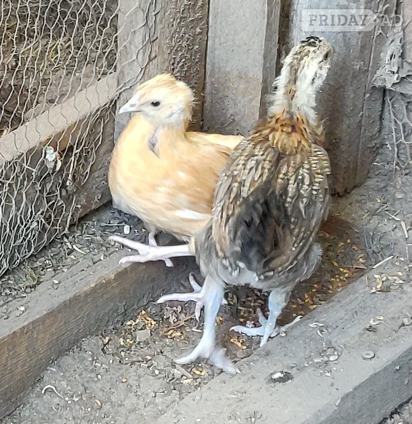 Ealing Newborn baby chicks for sale in London 