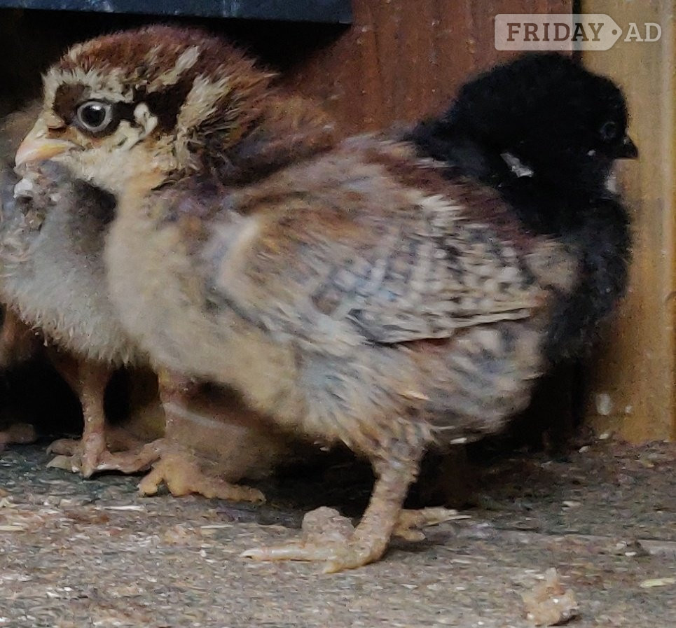 Newborn baby chicks for sale in London  - Livestock in Ealing